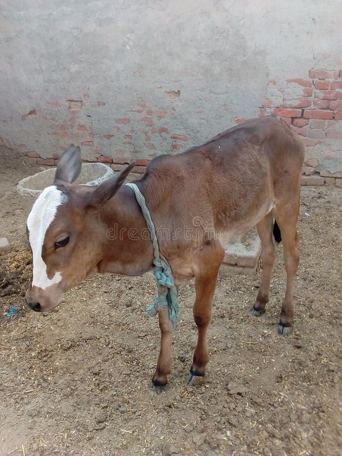 Cow S Calf with the Other Pose Stock Photo Image of pose, animal 217951052