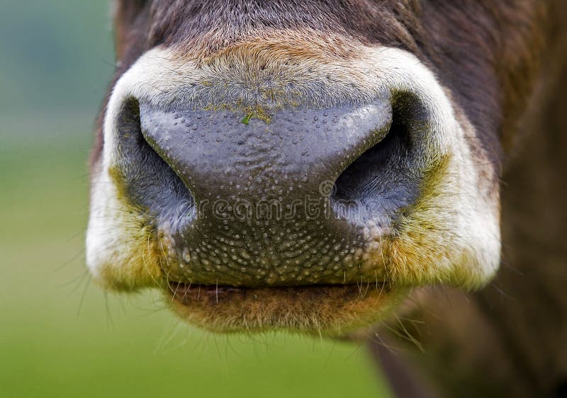 A cow s nose