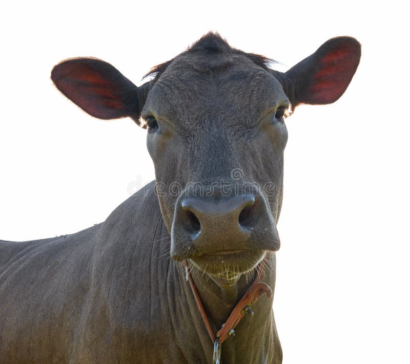 Cow`s portrait isolated over white background stock photography Cow`s portrait isolated over white background stock photography