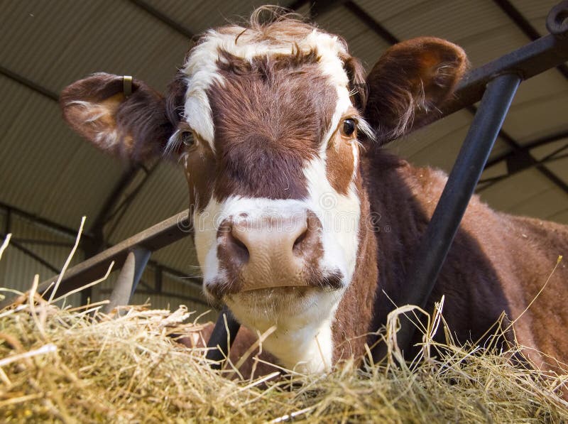 Cow in shed