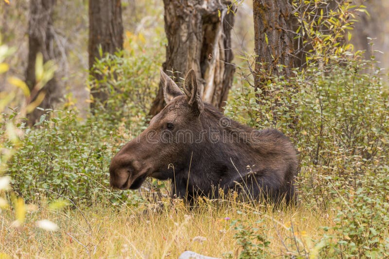 Cow Shiras Moose Bedded stock image. Image of animal 101411843