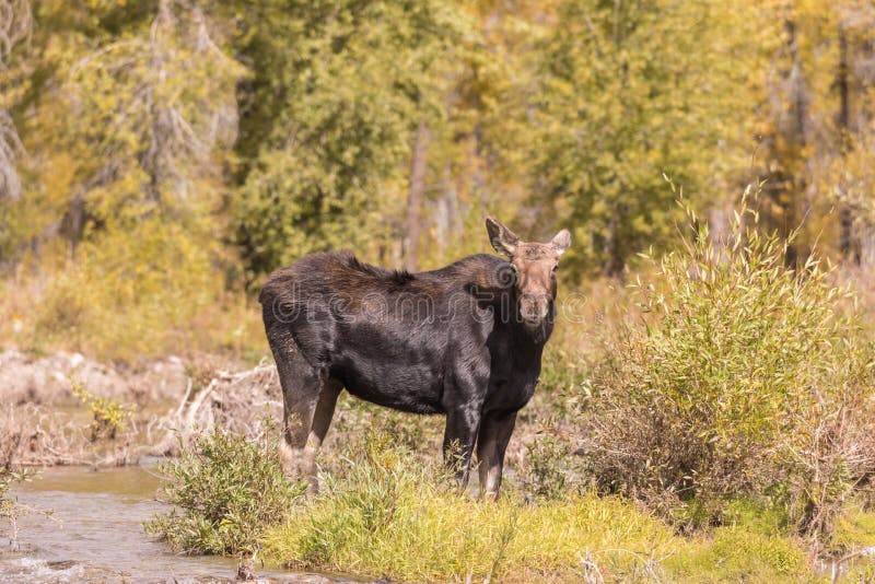 Shiras Cow Moose in Fall stock image. Image of wild 103669899