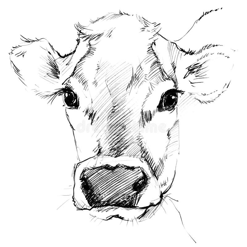 How to Draw a Cow VIDEO & Step-by-Step Pictures