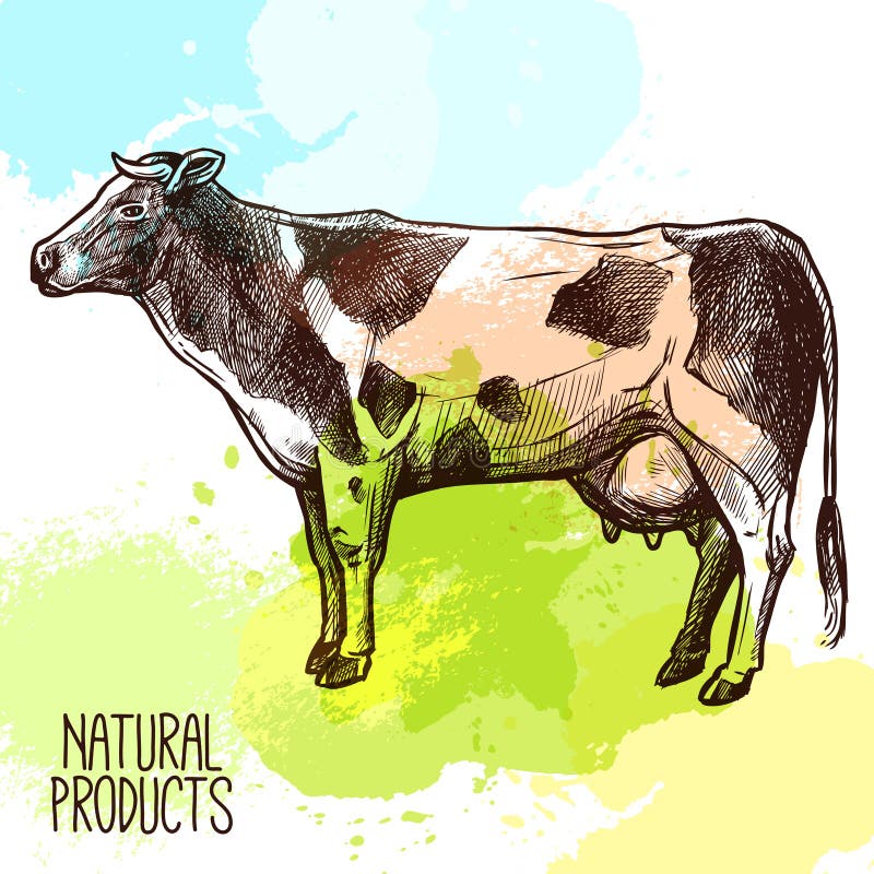 Breeding Cow Animal Husbandry Livestock Stock Illustration  Download Image  Now  Domestic Cattle Cow Illustration  iStock