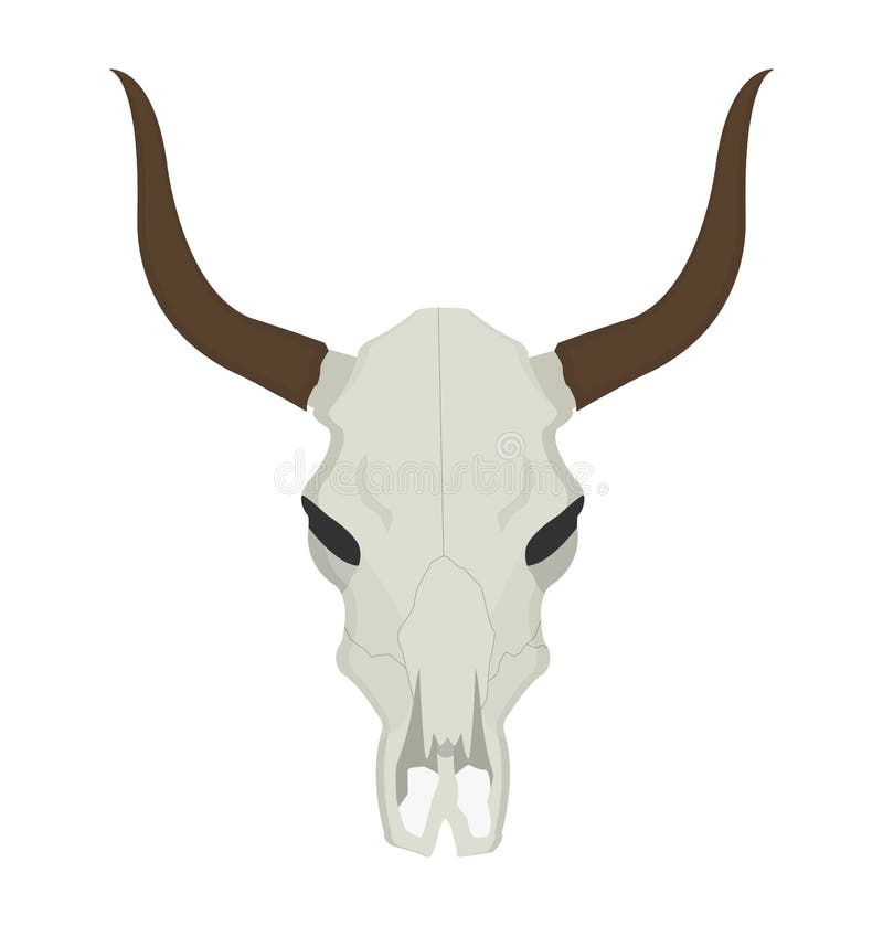 Steer Skull Drawing