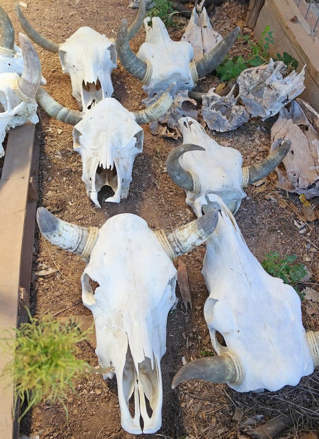Cow Skulls - for Sale stock photo. Image of cattle, carcass - 43440500
