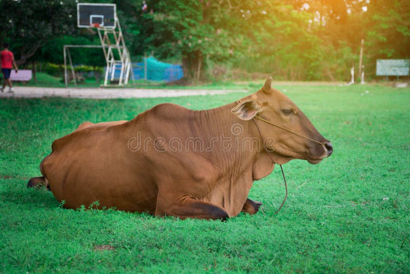 Cow Sleeping Field Stock Photos Download 155 Royalty Free Photos