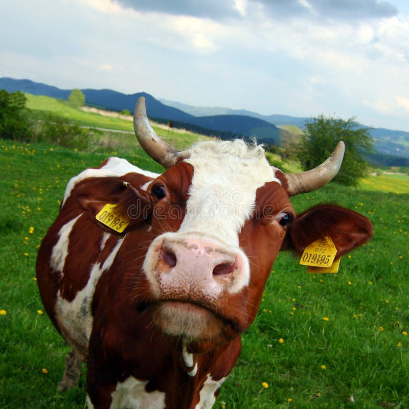 Cow on the spring pasture