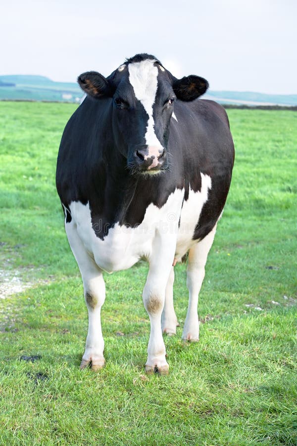 Cow stairing