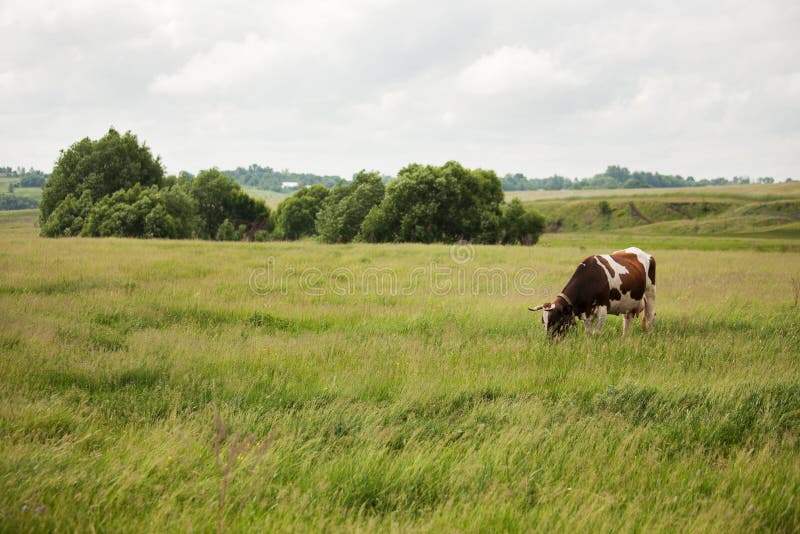 Cow stands on a meadow and eat grass