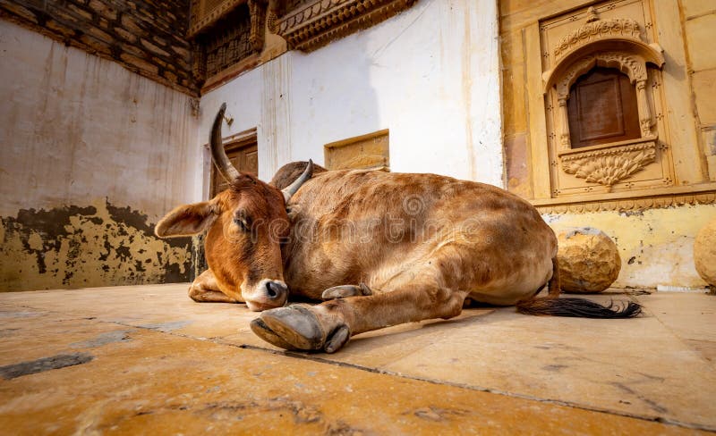 Cow on street in India. Constitution of India mandates the protection of cows. Rajasthan, India