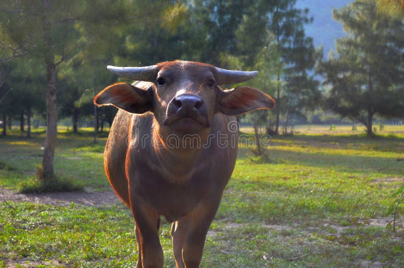 A cow stretches his lips. portrait of a pretty bull`s muzzle on the grass. A cow stretches his lips. portrait of a pretty bull`s muzzle on the grass