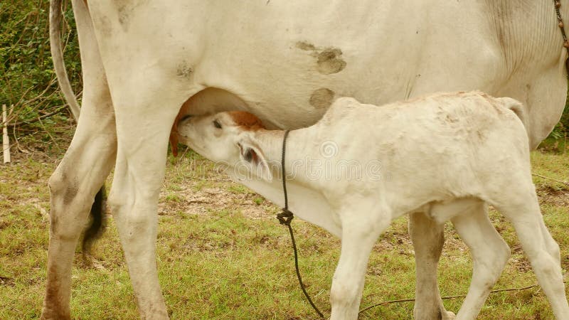 White calf sucking up milk from his mother in a field &#x28;close-up&#x29