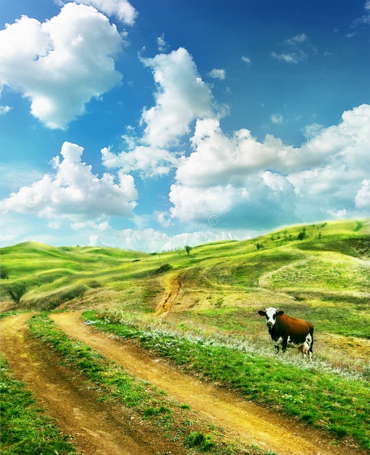 La mucca pascolo in estate, verde radura in una giornata di sole.