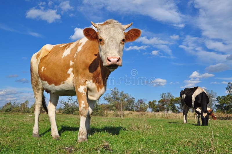 Cow on a summer pasture.