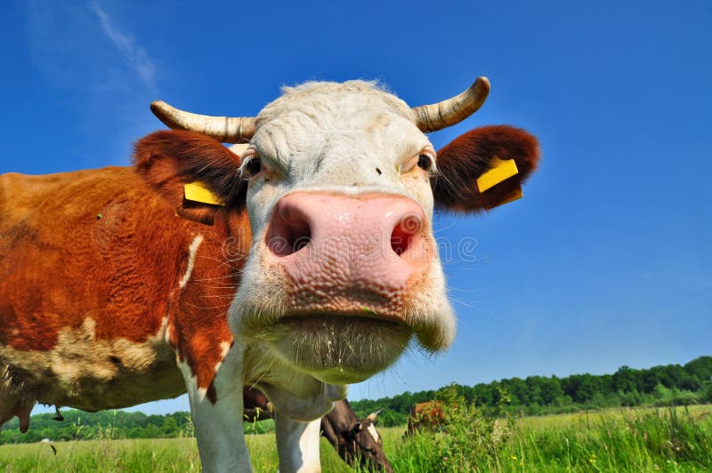 Cow on a summer pasture