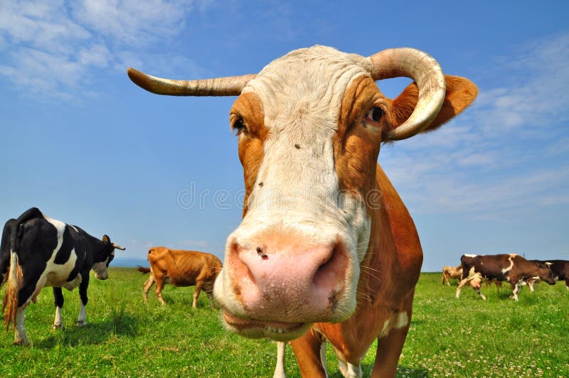 Cow on a summer pasture