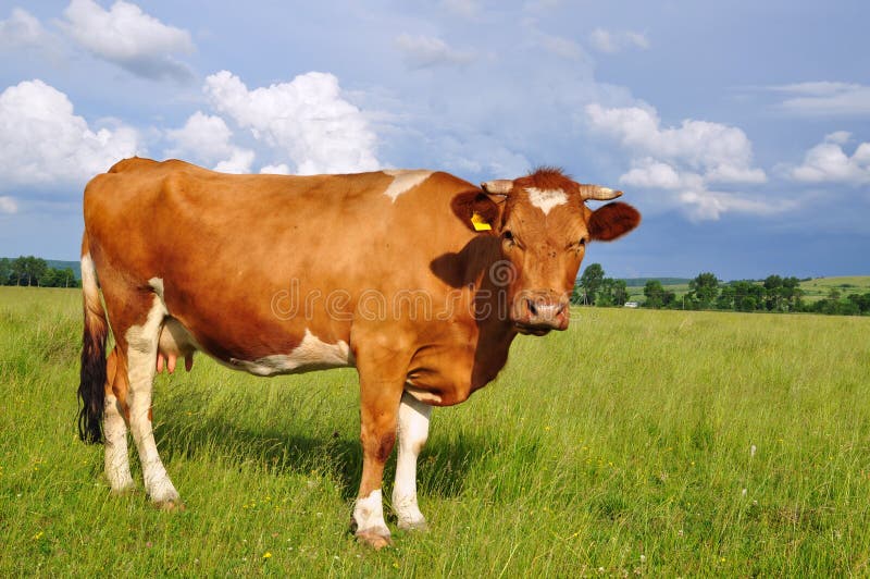 Cow on a summer pasture