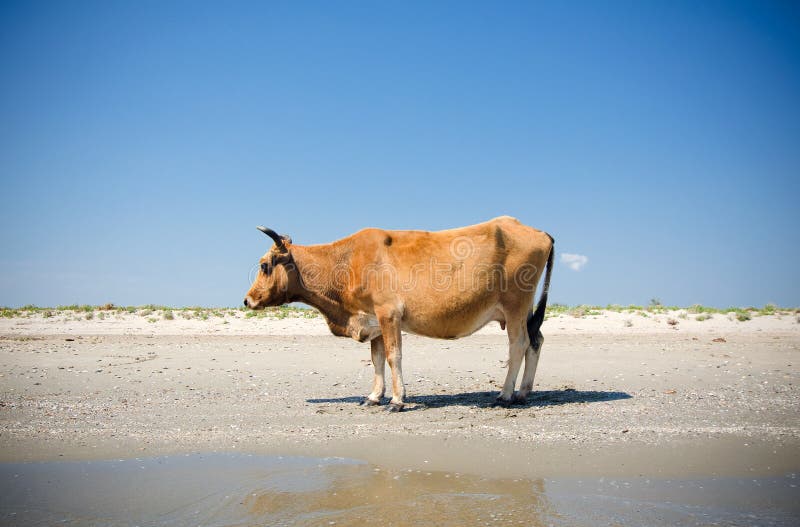 Cow sunbathing stock photo. Image of farm, lazy, sunbathing - 33110910