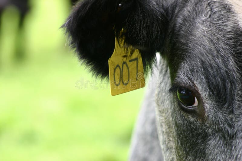 Cow tagged with 007