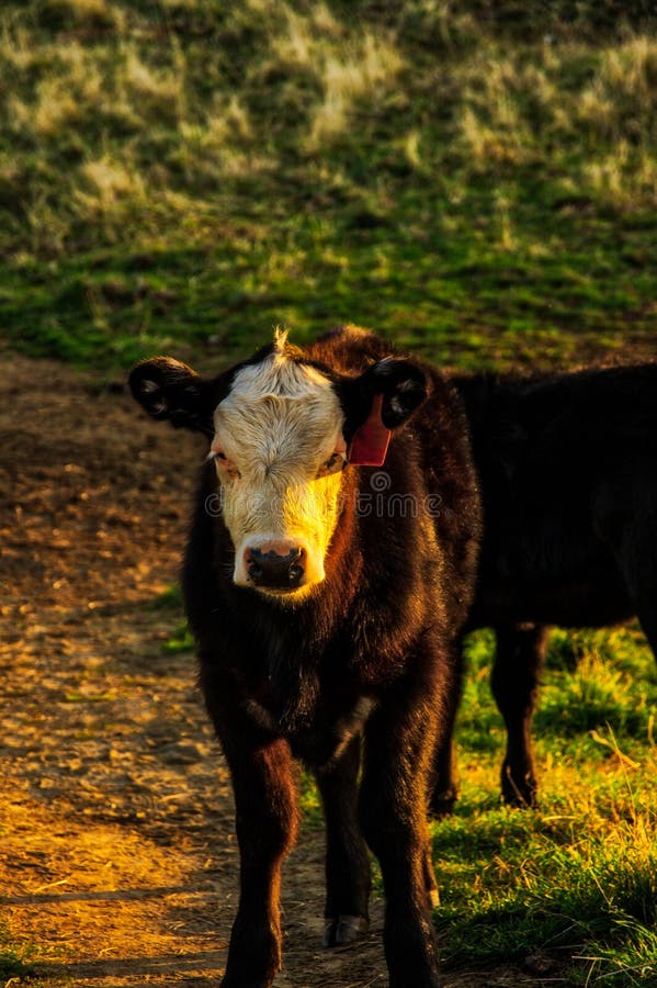 Cow on top of pincushion mountain in the morning light