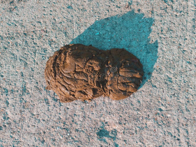 A cow turd lies on a concrete road on a sunny day. Countryside. Walking cattle