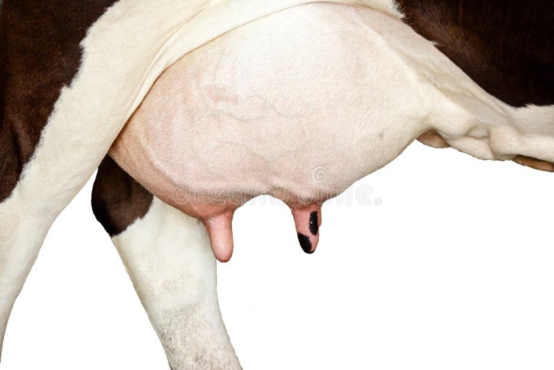 Cow Udder