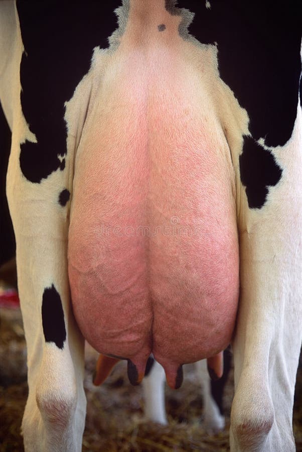 Cow udder. 