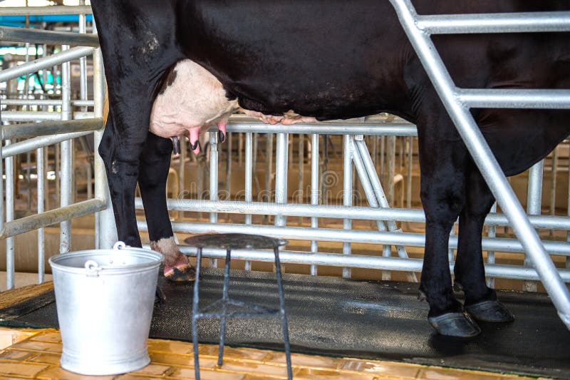 103 Funny Cow Milking Stock Photos - Free & Royalty-Free Stock Photos from Dreamstime 103 Funny Cow Milking Stock Photos - Free & Royalty-Free Stock Photos from Dreamstime