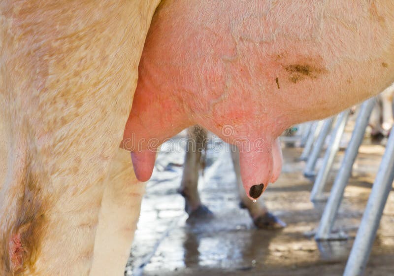 Cow udder in farm