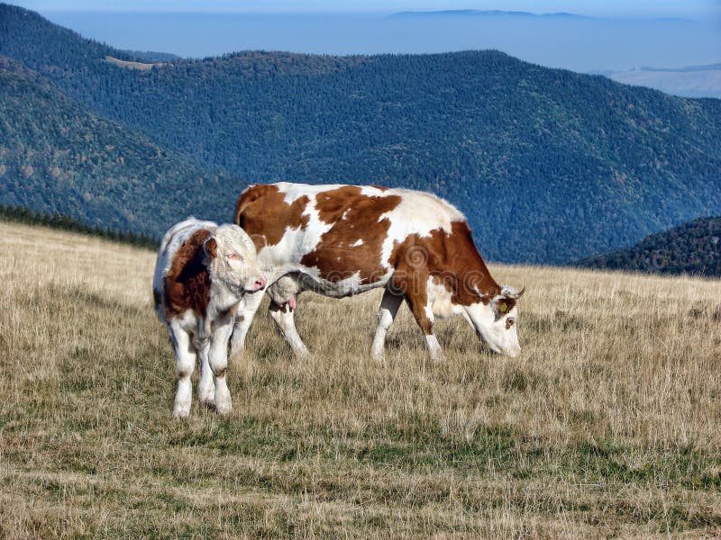The cow and veal stock image. Image of beautiful, farm 111993007
