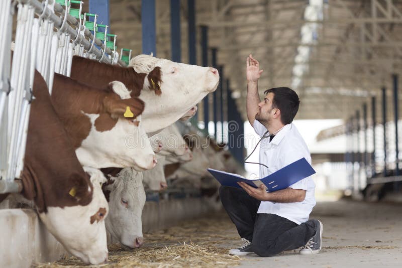 Cow vet stock image. Image of exam, injecting, outdoors - 75359103