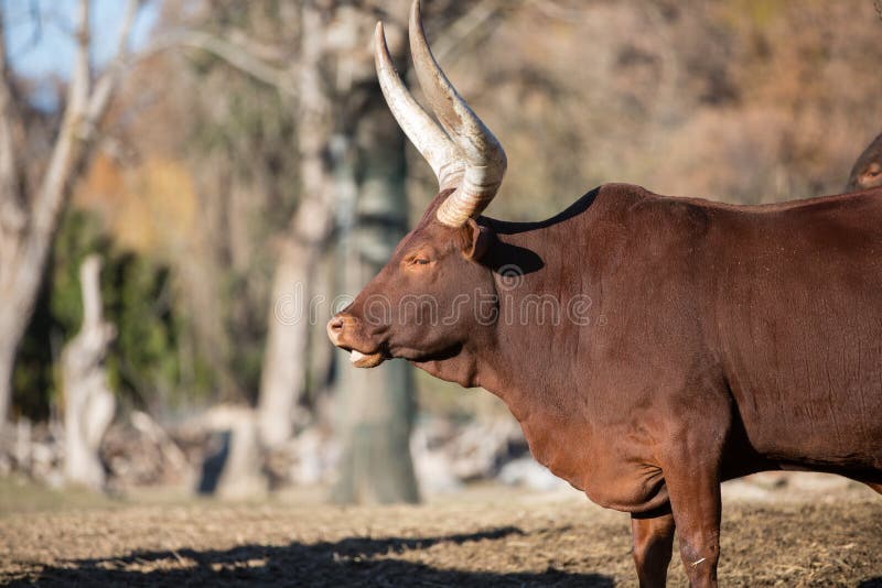 Cow of Watussi stock image. Image of cattle, body, outdoor - 105188301