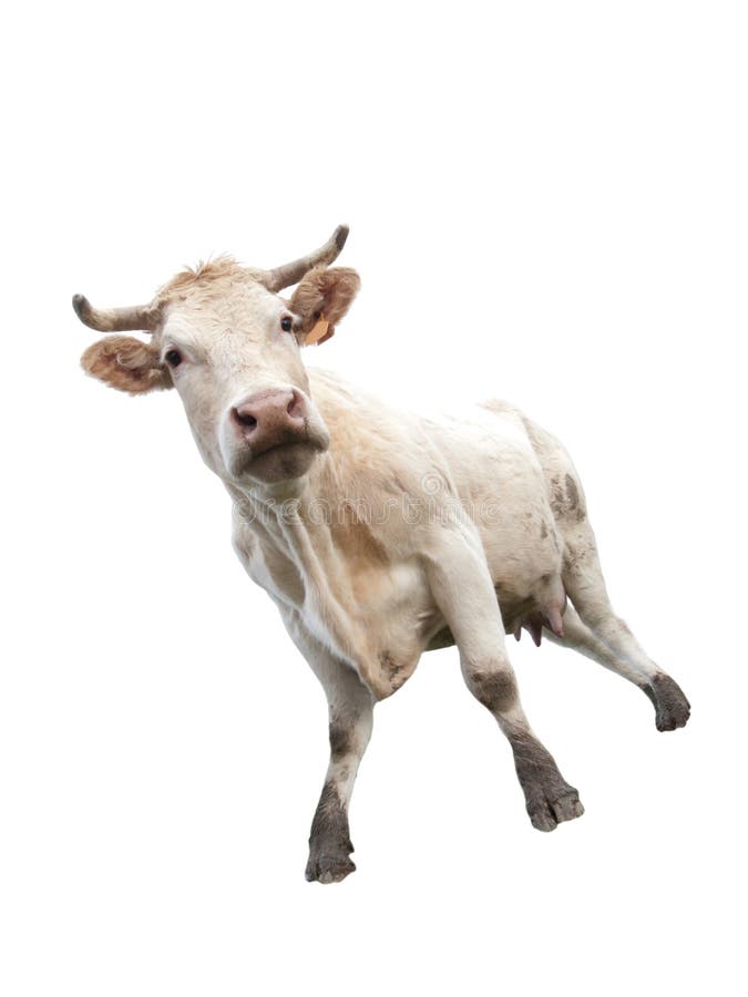 Cow on white