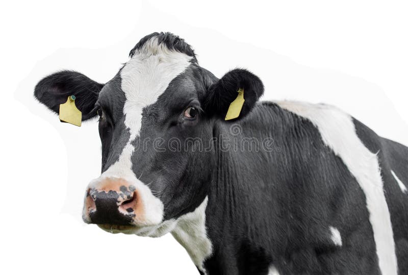 Cow on a white background