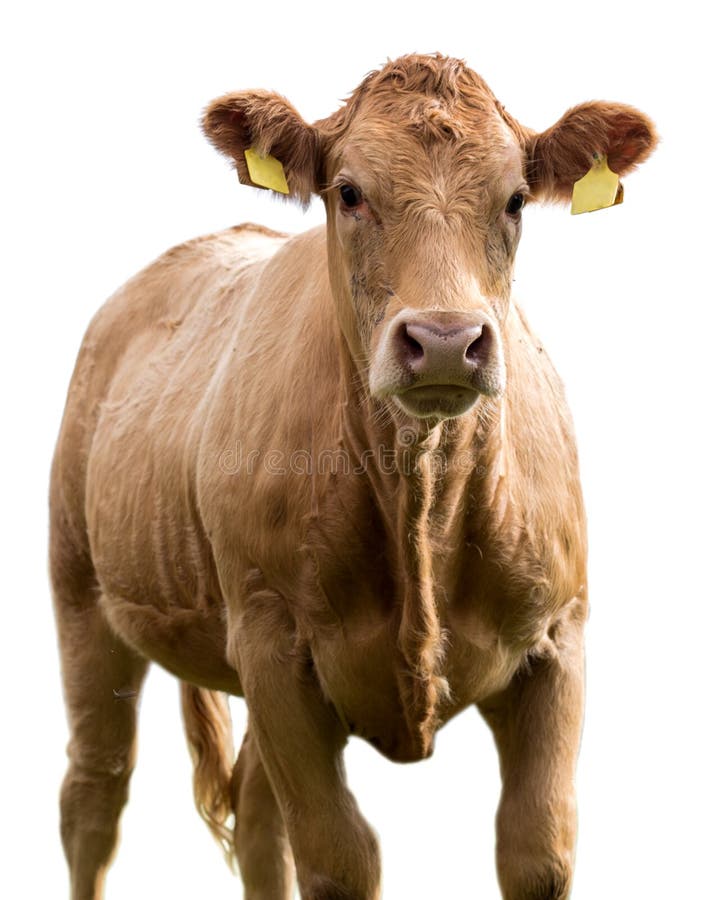 Cow on a White Background Isolated Stock Photo Image of studio, beef