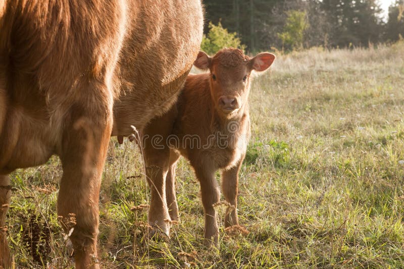 Cow - Young Calf