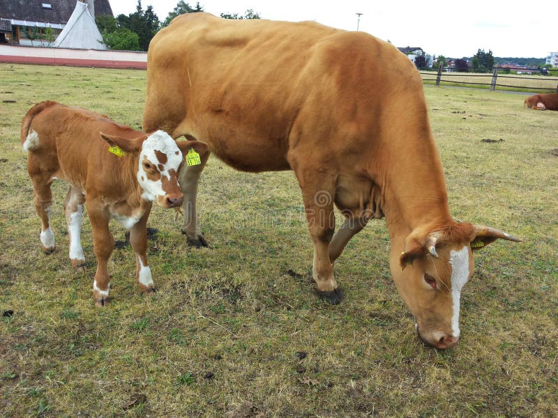 Cow with young calf. stock photo. Image of calf, spotted 42575714