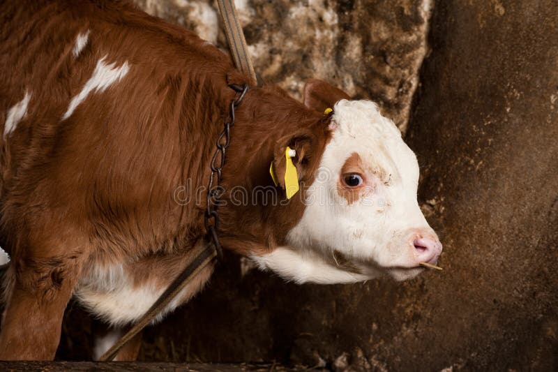 Cow stock image. Image of veal, bovine, farm, young, stall 31636005