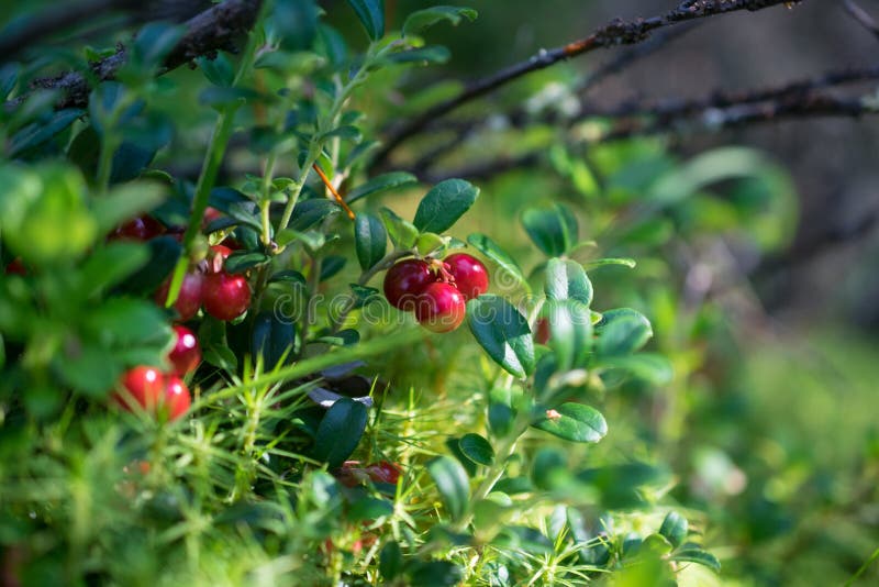 Cowberries in the Altai forest