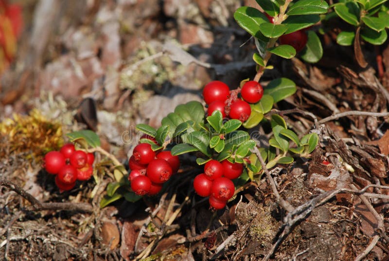 Cowberries