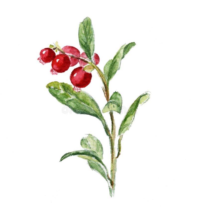 Брусника рисунок для детей