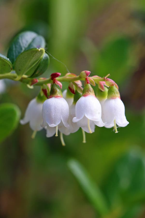Cowberry Οι εγκαταστάσεις ανθίζουν κοντά επάνω στοκ εικόνα