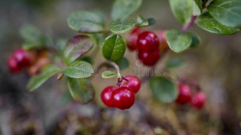Cowberry στενός επάνω θάμνων στη τοπ άποψη επιφάνειας ταράνδων βρύου στοκ φωτογραφία με δικαίωμα ελεύθερης χρήσης