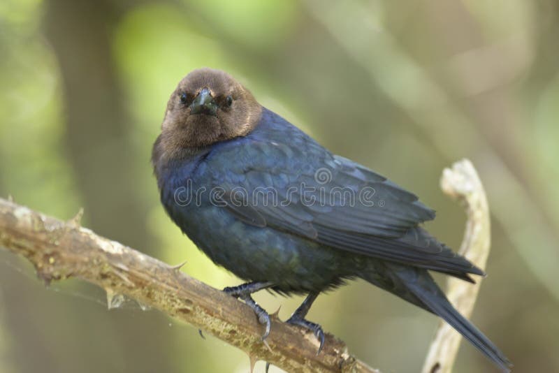Cowbird που διευθύνεται καφε στοκ φωτογραφία