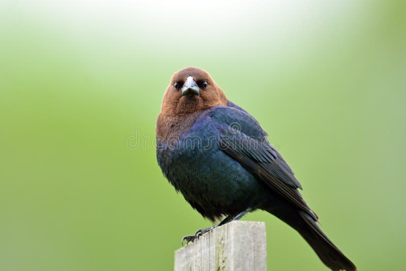 Cowbird που διευθύνεται καφε στοκ εικόνες