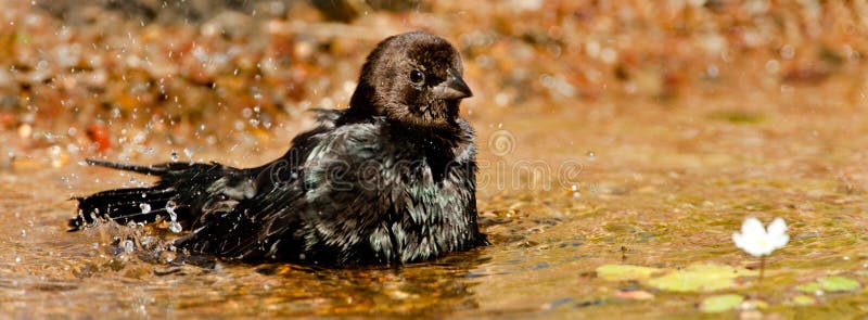 Cowbird που διευθύνεται καφε στοκ εικόνες