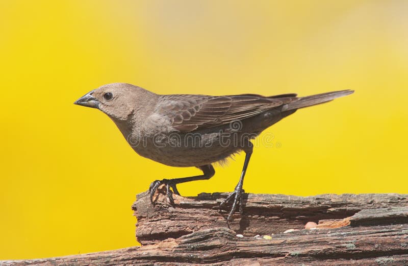 Cowbird που διευθύνεται καφε στοκ εικόνες