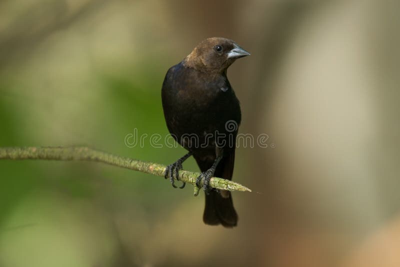 Cowbird που διευθύνεται καφε στοκ εικόνες