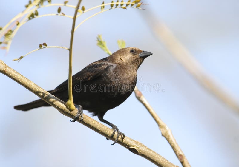Cowbird που διευθύνεται καφε στοκ εικόνα